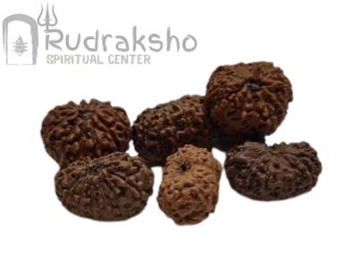 13 Mukhi Rudraksha from Indonesia